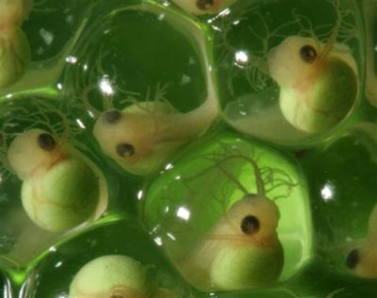 Adult red-eyed treefrogs are the postcard-perfect mascot of tropical biology, but their eye-catching embryos get the cover of the November 2008 issue of the Journal of Experimental Biology. Credit: Karen Warkentin