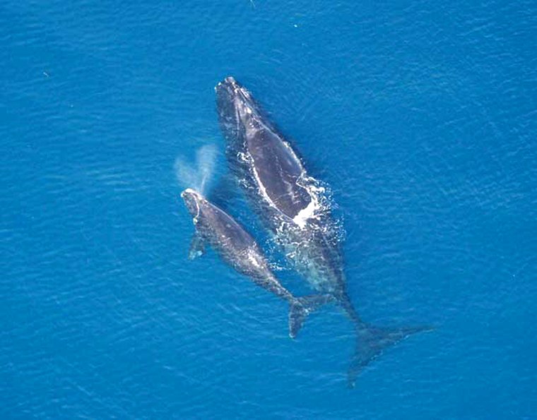 Image: North Atlantic right whale with calf