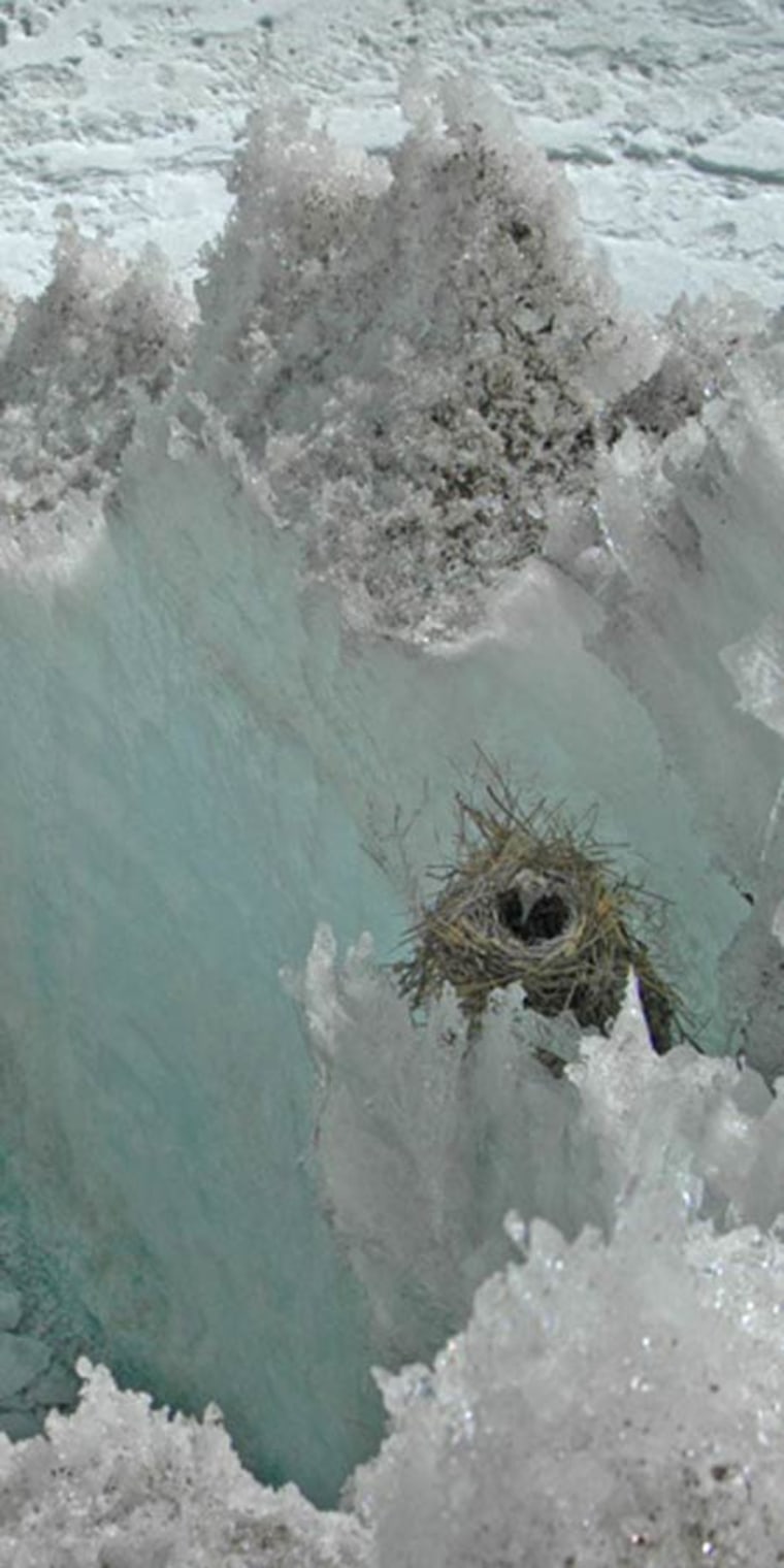 Nest of a Diuca Finch on the Quelccaya Ice Cap of Peru. It is among the highest-elevation nesting birds in the Western Hemisphere, if not the highest, at about 5,300 meters or more than 17,000 feet. Credit: Douglas Hardy, UMass Amherst