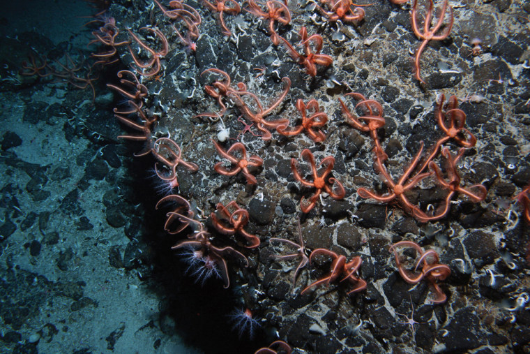 Millions of brittle stars, likely Ophiacantha rosea, relatives of sea stars and sea cucumbers, colonize the peak of a seamount to feed on particles carried by the swift Antarctic Circumpolar Current. 