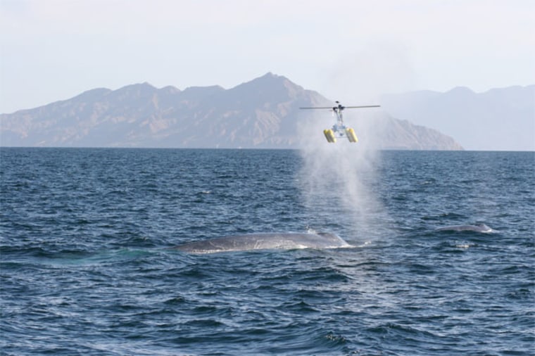 A small, remote-controlled helicopter has maneuvered just above the blowhole mist of a blue whale in the Gulf of California. The blowhole is akin to our nostrils, and the whale's exhaled mucus and vapor are giving scientists information on the bacteria held by the whales. Credit: Zoological Society of London.