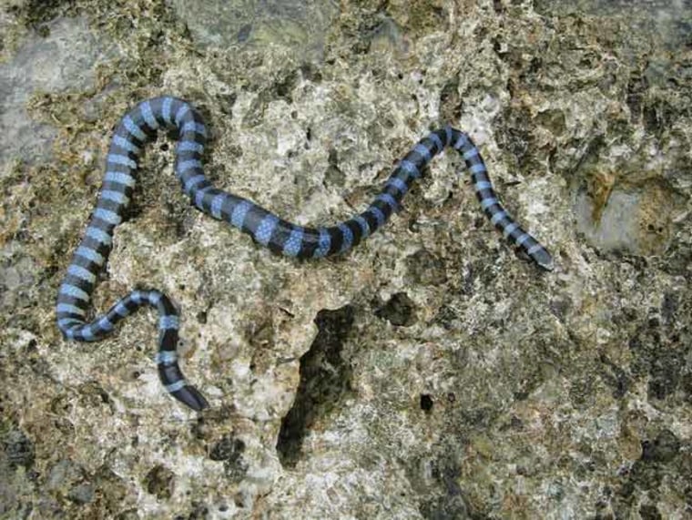 A sea snake rests on rocks near at the shore of Orchid Island, Taiwan. A University of Florida zoologist has shown that the snake, a black-banded sea krait, and other sea snake species drink freshwater, contradicting the conventional view that they satisfy their drinking needs by sipping sea water. Credit: Leslie Babonis, UF Department of Zoology.