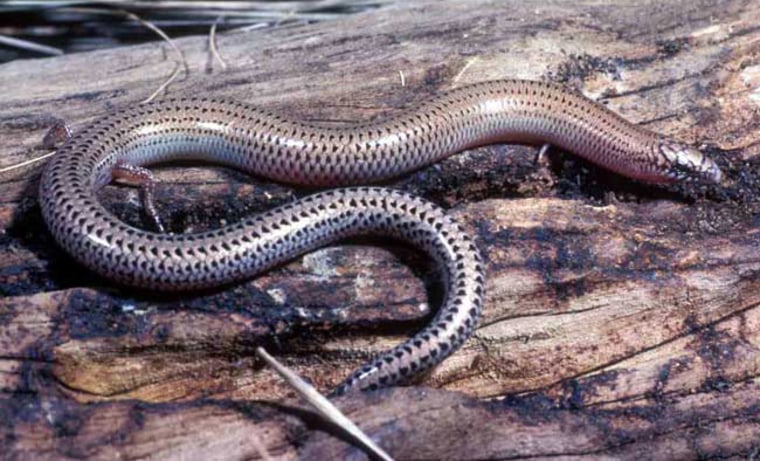 Image: A Lerista skink with reduced legs