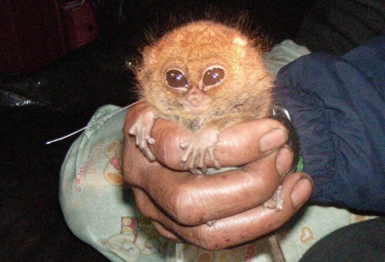 Image: Pygmy tarsier