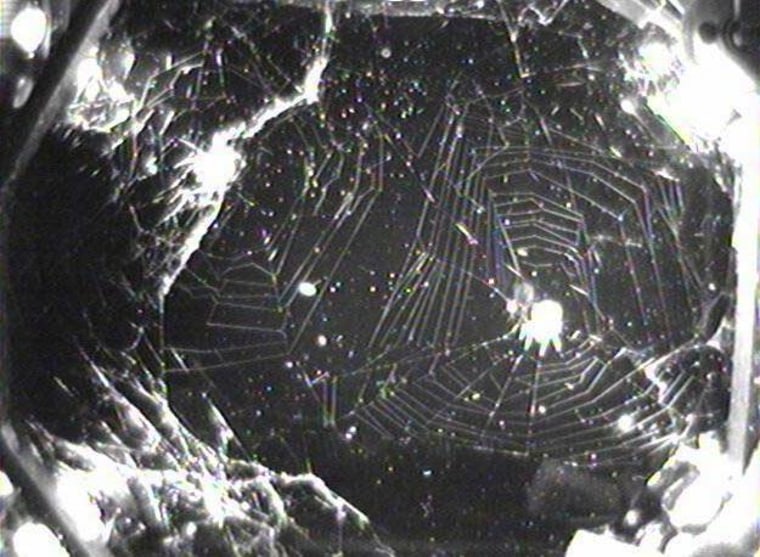 Image: Spider web