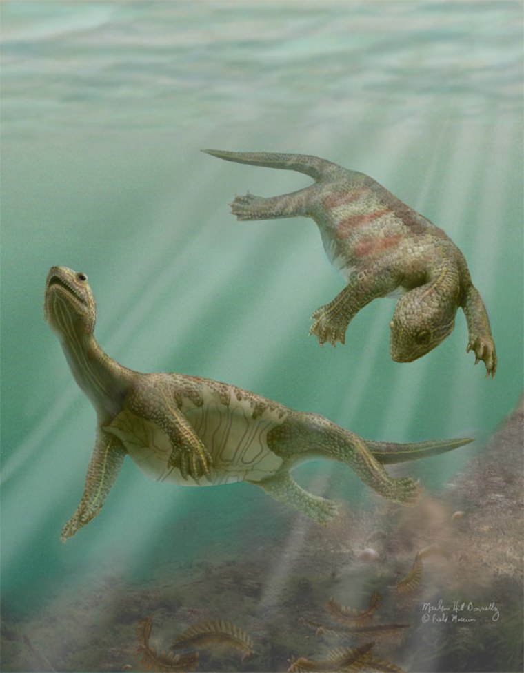 The ancient aquatic turtle, Odontochelys semitestacea (shown here in a life reconstruction) sported a belly shell for protection from below as the creature swam in the coastal waters of China. Credit: Marlene Donnelly.