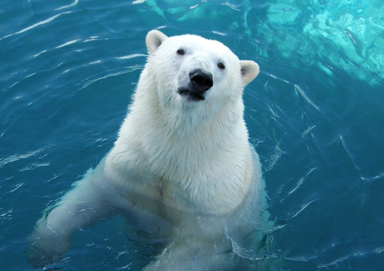 Image: suyoshi, a four-year-old polar bear