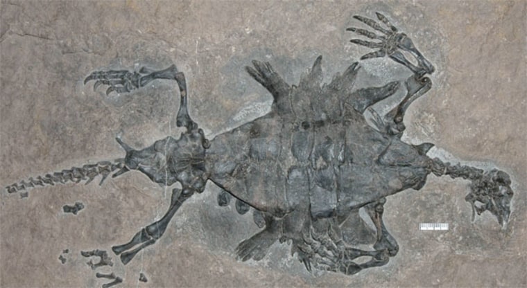 The turtle's skeletal remains, as shown from below, revealed its belly was covered with a shell called a plastron. Credit: Institute of Vertebrate Palaeontology and Palaeanthropology, Beijing.