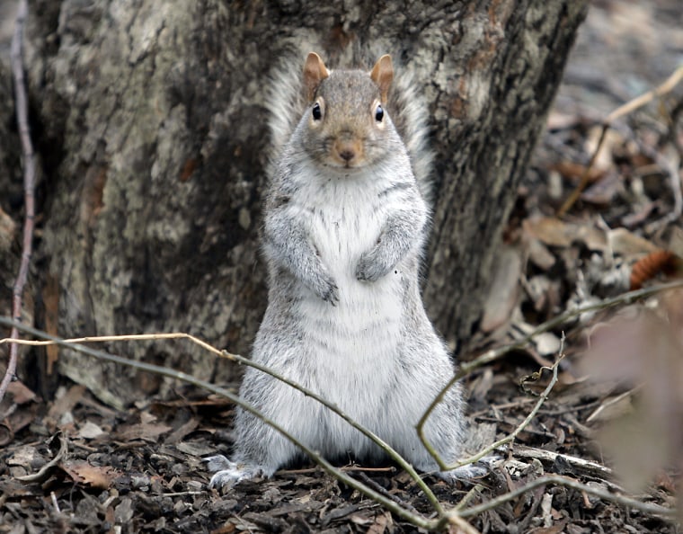 Image:  A squirrel stands on its hind legs as it looks for food in New York's Central Park