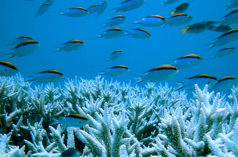 Image: Corals are seen at the Great Barrier Reef
