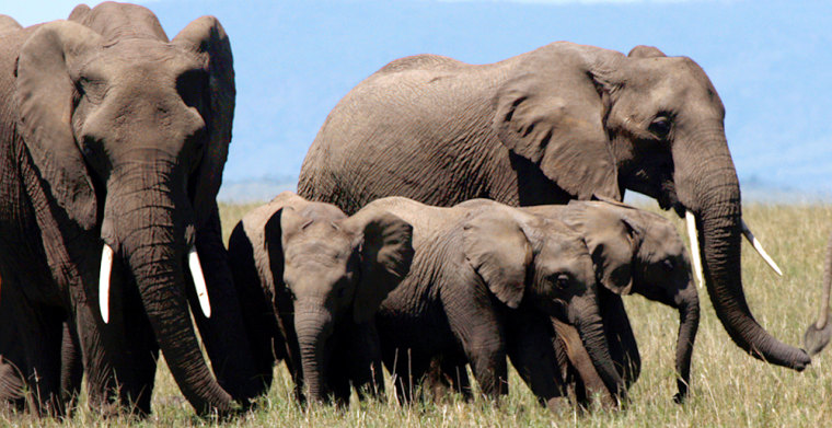 Image: A herd of elephants walk on the plains of Masai Mara game reserve