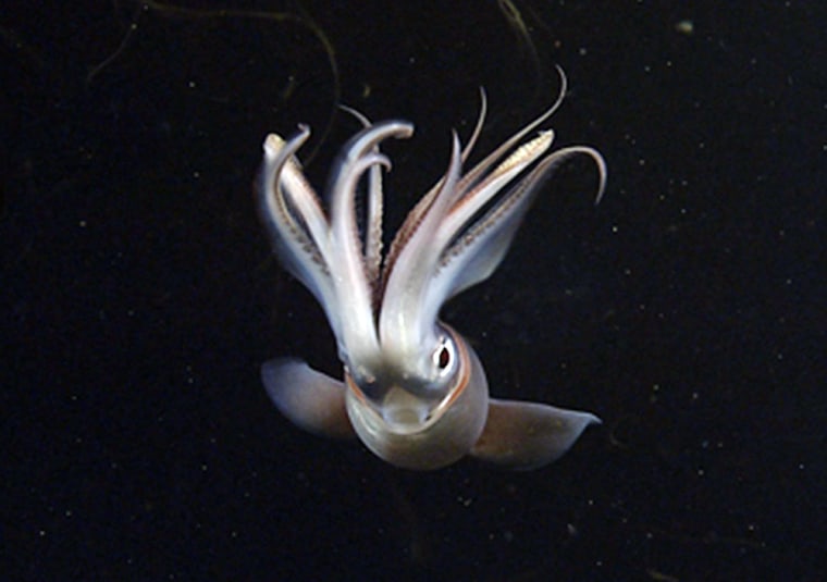 Image: Squid