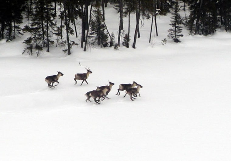 Caribou, aka reindeer in North America, in northern Ontario. 