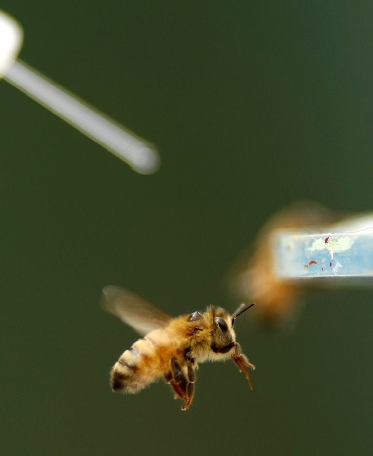 Image: A Honey Bee, with a drop of cocaine solution on its back, hovers near a feeding station