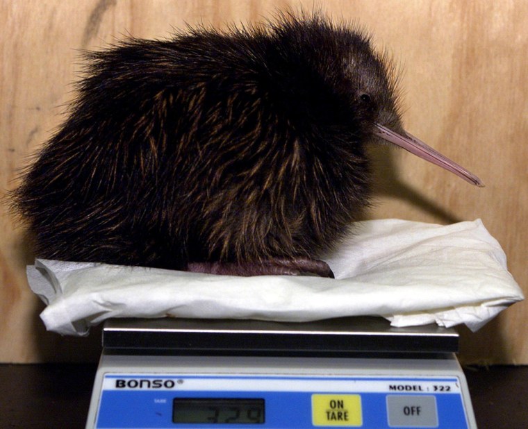 Image: A highly endangered North Island Brown Kiwi chick