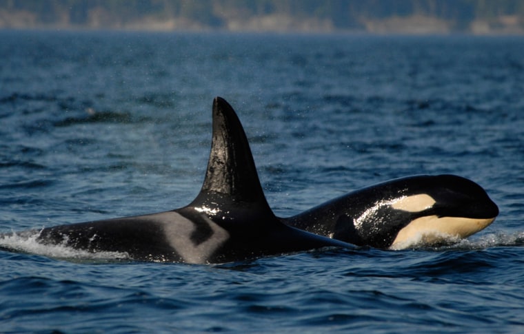Image: a female orca