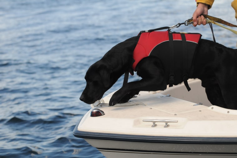 Tucker, a dog trained to pick up the scent of orca scat, is seen here on the job. 