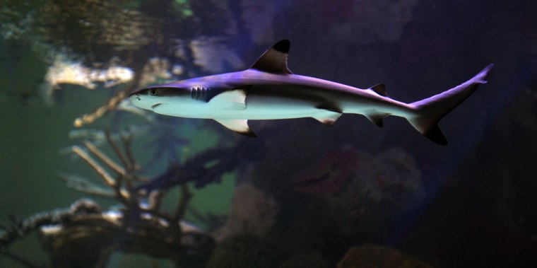 Image: A blacktip shark in an aquarium