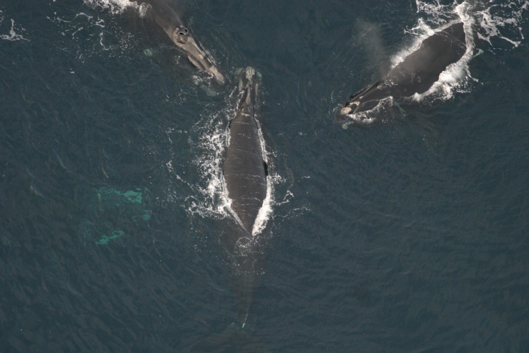 These are among the North Atlantic right whales spotted earlier this month in the Gulf of Maine.