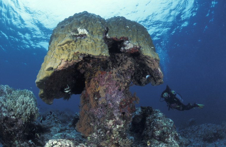 The skeletons of Porites and other corals provide structure and habitat for the many tens of
thousands of species associated with coral reefs.