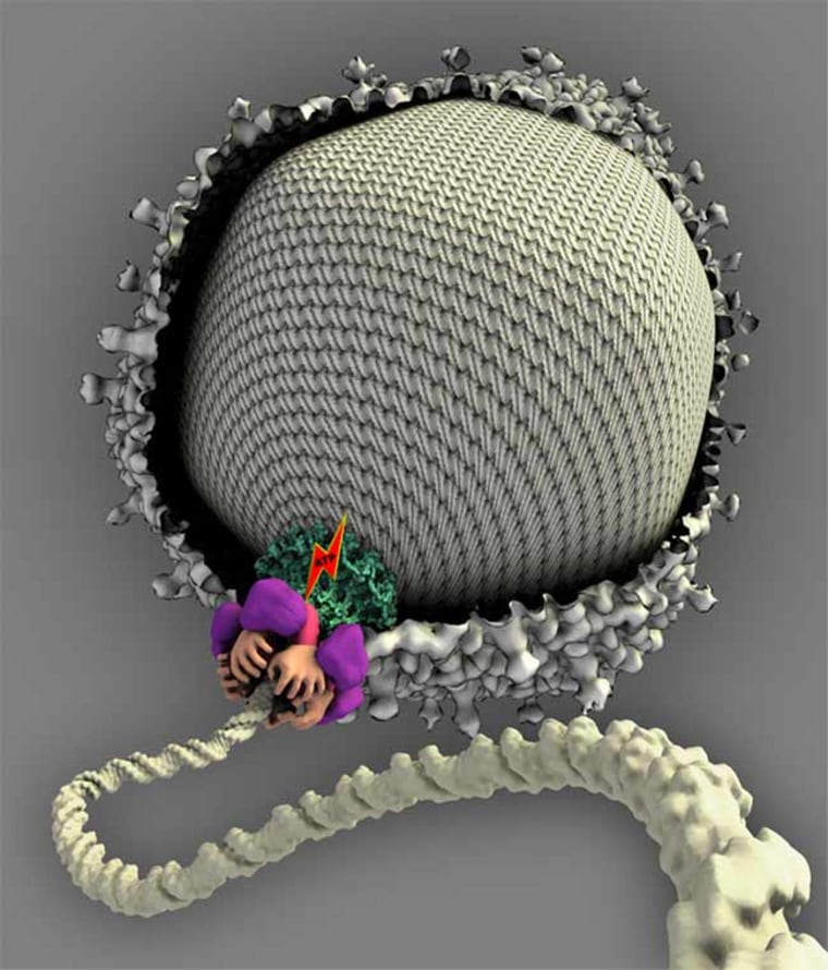 This artist's conception shows the molecular motor (represented with hands) that packages DNA (rope-like structure) into the head of the T4 virus. 