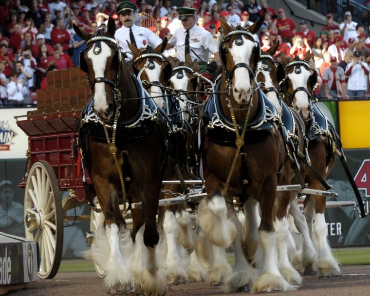 Image: Budweiser Clydesdales