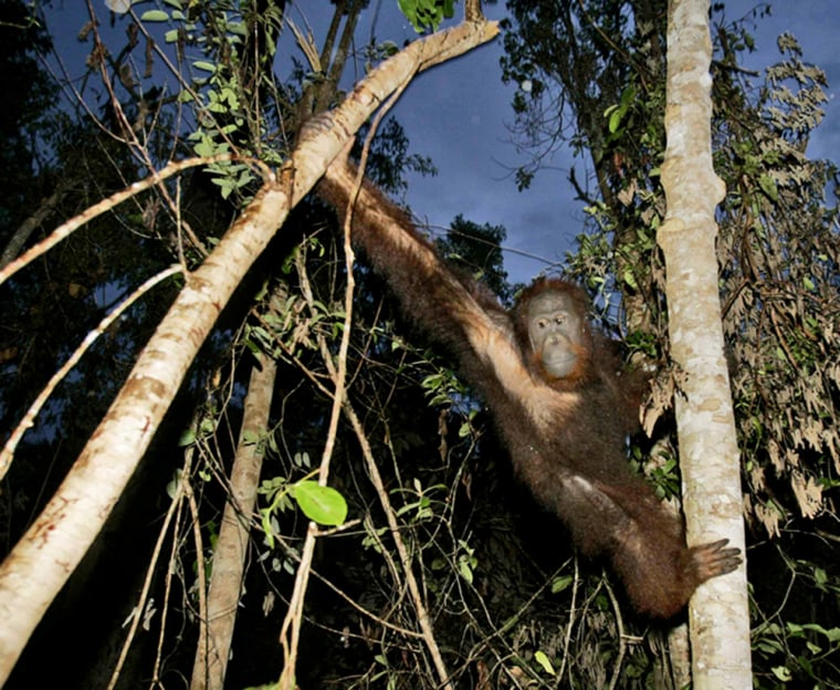 Image: Orangutan's last stand