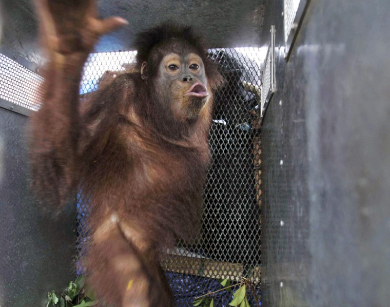 ** Advance for story Indonesia Orangutan's Last Stand by Robin McDowell ** A female orangutan named Isabel is seen inside a cage to be transported for her release into the wild at Tanjung Puting National Park on Borneo island, Indonesia, Saturday, Oct. 25, 2008. There are an estimated 60,000 orangutans left in the wild, mostly live in small and scattered populations that are unlikely to survive the onslaught on forests much longer, with an estimated 300 football fields of trees are cleared every hour. (AP Photo/Irwin Fedriansyah)