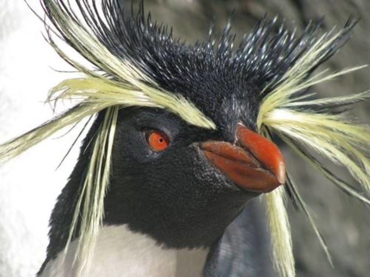 A new study has found that the population of Northern Rockhopper Penguin declined by 90 percent over the last 50 years.