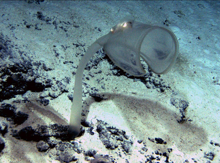 In this undated image provided by the Commonwealth Scientific and Industrial Research Organisation, a deep-water ascidian is seen in the ocean off Australia's Tasmania state. A team of researchers from Australia and the United States have uncovered new marine life, including fiery red coral and purple-spotted sea anemones, in deep waters off the Australian state of Tasmania, according to findings released Sunday, Jan. 18, 2009. (AP Photo/Commonwealth Scientific and Industrial Research Organisation, HO) ** EDITORIAL USE ONLY **