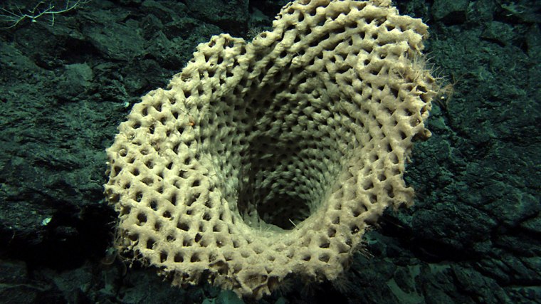 In this undated image provided by the Commonwealth Scientific and Industrial Research Organisation, a huge sponge is seen in the ocean off Australia's Tasmania state. A team of researchers from Australia and the United States have uncovered new marine life, including fiery red coral and purple-spotted sea anemones, in deep waters off the Australian state of Tasmania, according to findings released Sunday, Jan. 18, 2009. (AP Photo/Commonwealth Scientific and Industrial Research Organisation, HO) ** EDITORIAL USE ONLY **