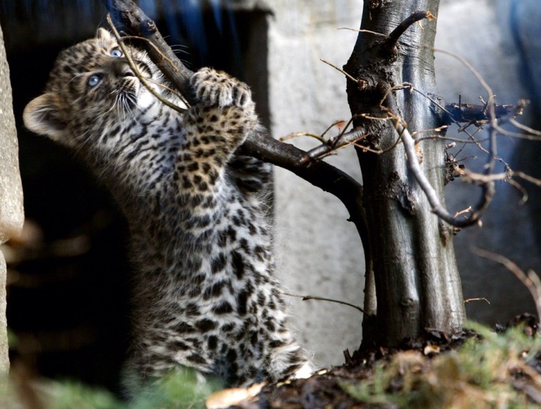 Image: Baby Leopard Wei