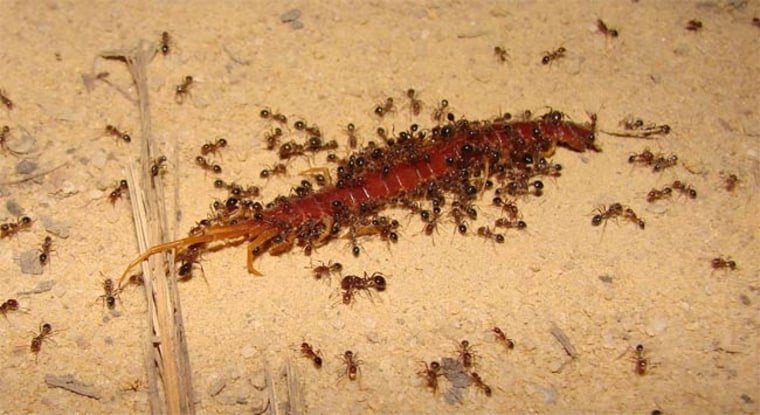 A team of invasive fire ants can attack and kill a centipede. Credit: Tracy Langkilde, Penn State.