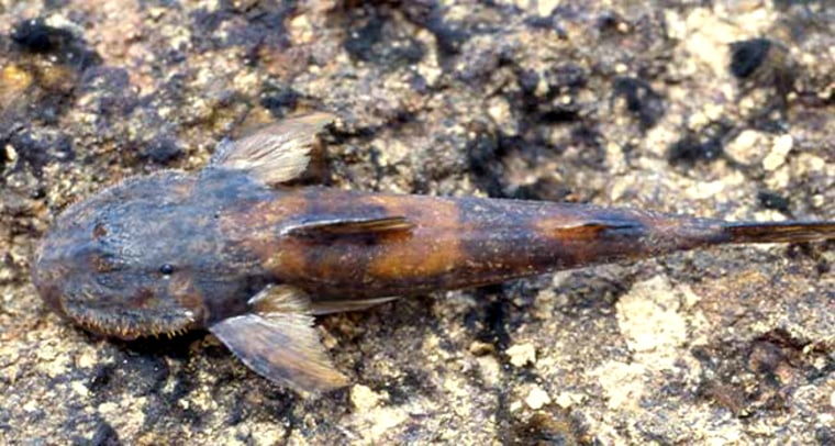 Photo of a new species of climbing fish, Lithogenes wahari.
