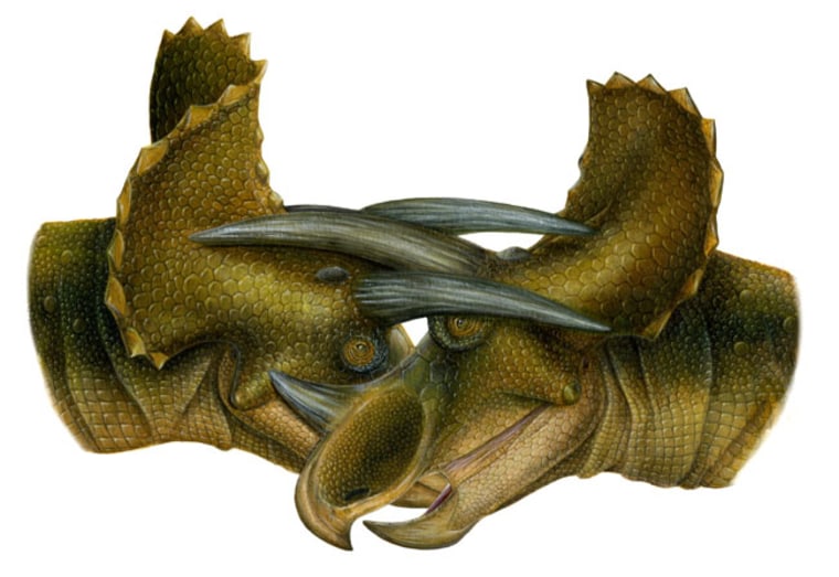 Horn-to-horn combat (shown in this artist's reconstruction) between individual Triceratops likely ended in scrapes and bruises as well as bone fractures.