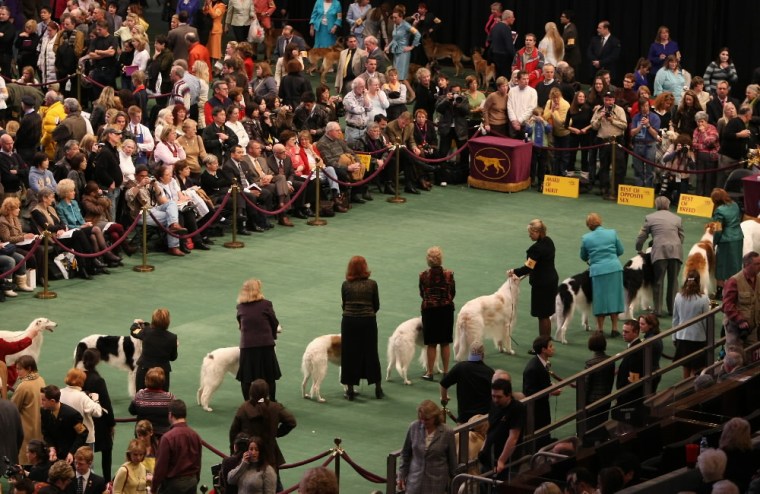 Image: Westminister dog show