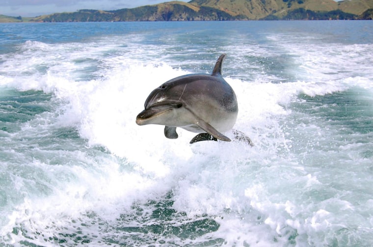 Neptune's kitchen: Dolphins are talented chefs