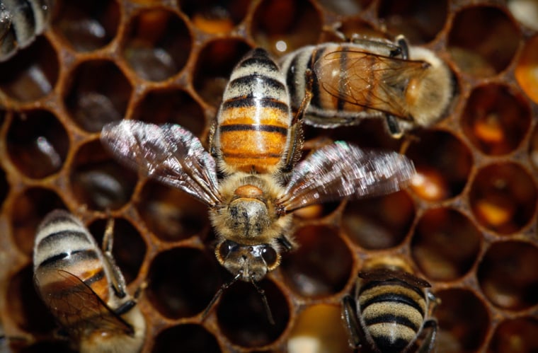 Image: Honeybees