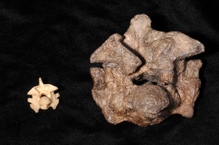 Left: a vertebra (one bone of the spine) of a 17 foot modern Anaconda; Right: a vertebra of 45 foot Titanoboa. Photo by Ray Carson - UF Photography

Worlds biggest snake. 
Jonathan Bloch :( grey shirt) assit. curator of vertebrate paleontology, & graduate faculty
Alex Hastings : (blue shirt) PHD student in geological sciences
Jason Bourque: (plaid shirt) FLMNH museum technician 
review bones from the world's largest snake, which grew up to 60 ft, weighed 1 1/2 tons and was the largest vertebrate on earth for 20 million years.
Photos by Ray Carson UF News Bureau
12/17/08