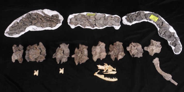 Top: series of vertebrae and ribs of 45 foot Titanoboa. Middle: series of vertebrae with one rib extending below. Bottom: two vertebrae (white), and a partial skull & mandible of modern 17 foot Anaconda, for scale. Photo by Ray Carson - UF 
 

Alex Hastings : (blue shirt) PHD student in geological sciences
Jason Bourque: (plaid shirt) FLMNH museum technician 
review bones from the world's largest snake, which grew up to 60 ft, weighed 1 1/2 tons and was the largest vertebrate on earth for 20 million years.
Photos by Ray Carson UF News Bureau
12/17/08