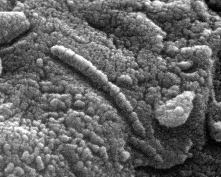 Martian fossil? his microscopic shape was discovered within Martian meteorite ALH84001, with the debate still on over whether it is a fossil of a simple martian organisms that lived 3.6 billion years ago.
