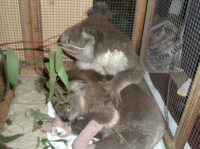 Image: Koalas Bob and Sam