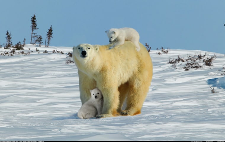 The easiest place to spot polar bears in Canada is in Churchill, Manitoba, where visitors tour in tundra buggies. Polar bears are uncharacteristically friendly in this setting and can occasionally be photographed frolicking in the snow.