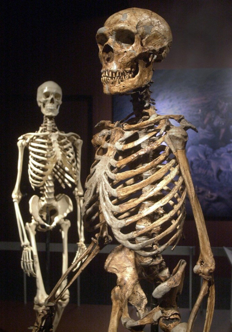 Image: A reconstructed Neanderthal skeleton, right, and a modern human version of a skeleton