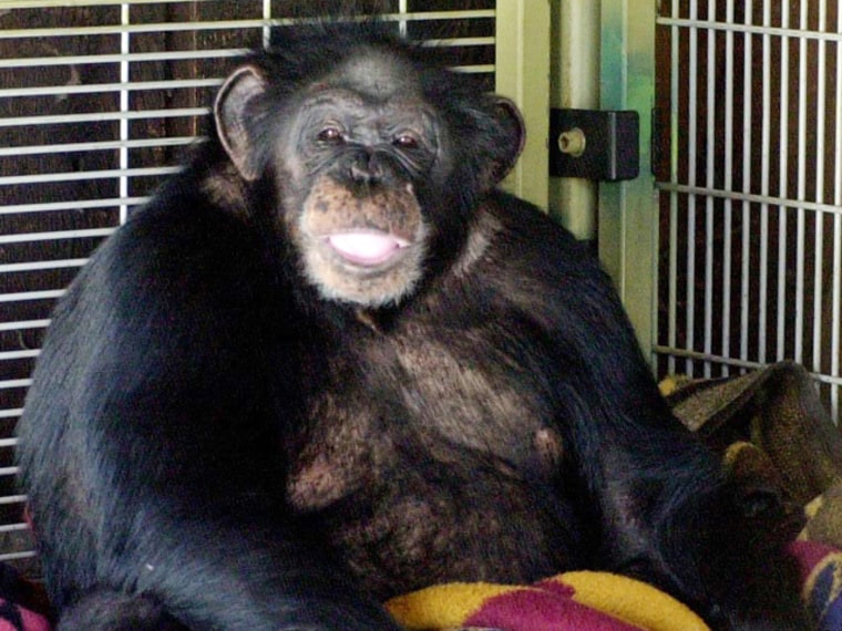 Image: Chimpanzee who was killed by police after he attacked a woman.
