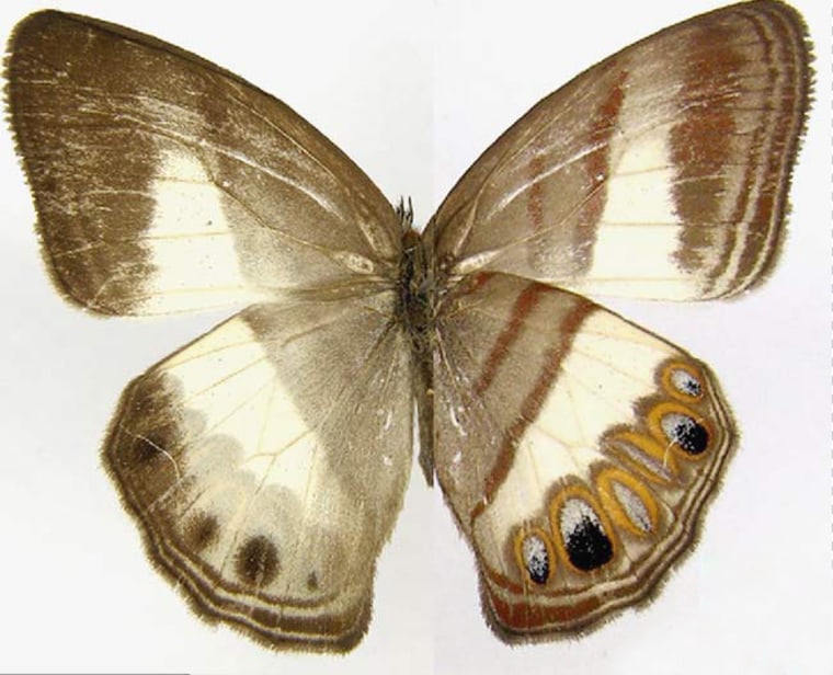 Image: Splendeuptychia ackeryi butterfly