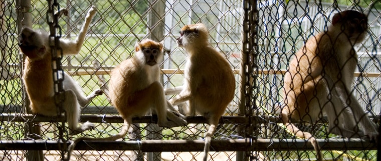 Iamge:  Captured monkeys sit in a cage at a ranger station used for animal control in the Cambalache Forest in Puerto Rico.