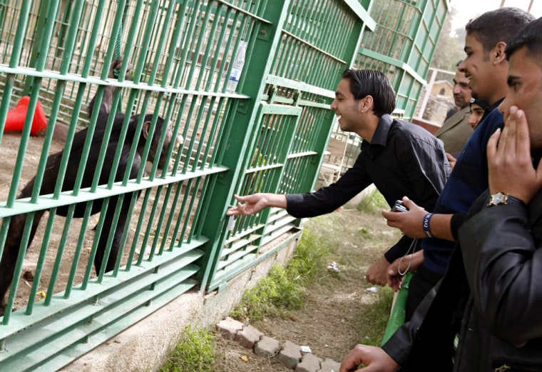 Image: Baghdad Zoo