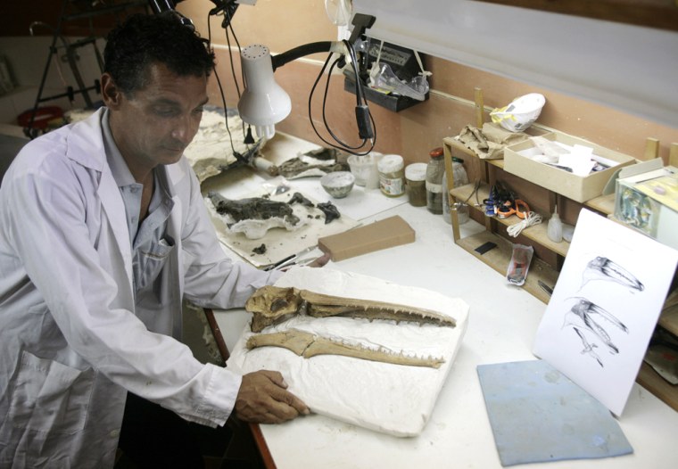 Image: Palaeontologist Mario Urbina displays the cranium of a bird