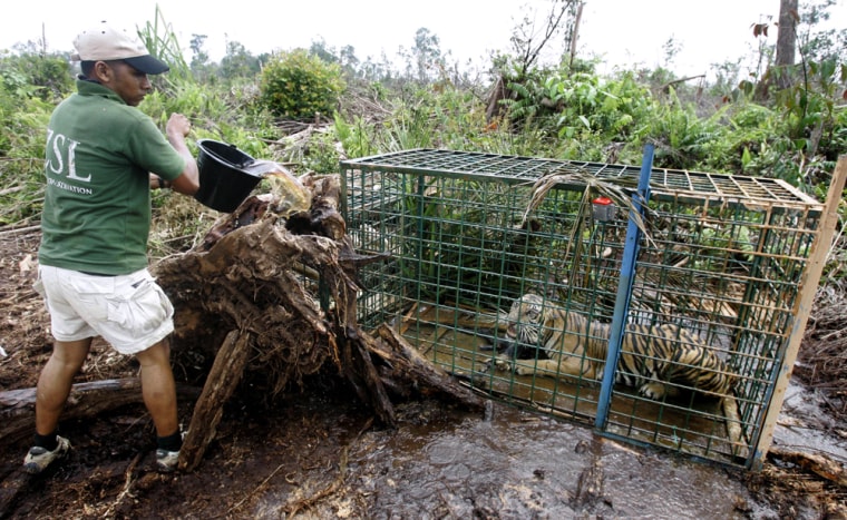 Image: An Indonesian park ranger pours a bucket of water into a tiger trap